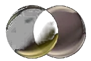 Lente Prizm Transitions Pyrite